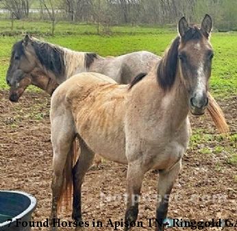 7 Found Horses in Apison TN - Ringgold GA